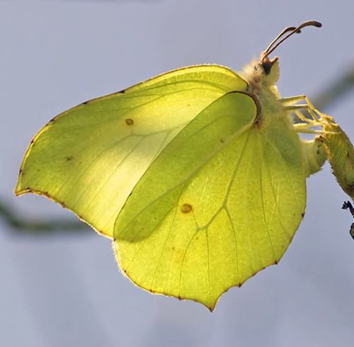 Brimstone