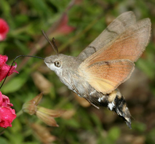 Convolvulus-Hawkmoth