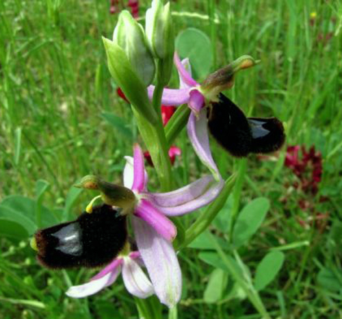 Ophrys-bertoloni