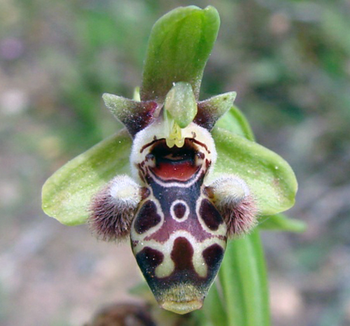 Ophrys-carmeli-ssp-attica