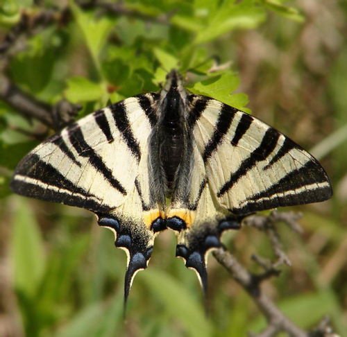 OtakScarce-Swallowtail