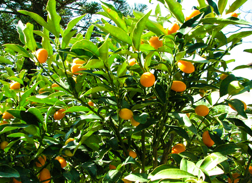 Kumquat-shrub