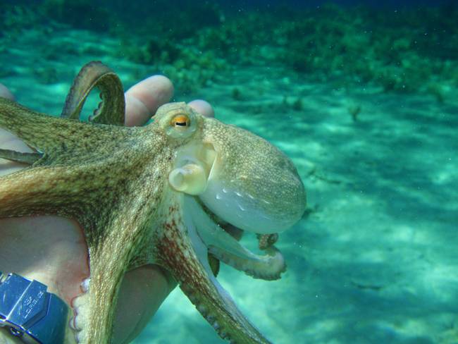 corfu-marine-life